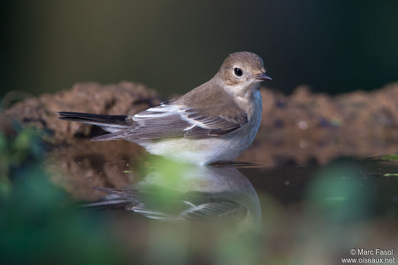 European Pied Flycatcher female adult post breeding, care