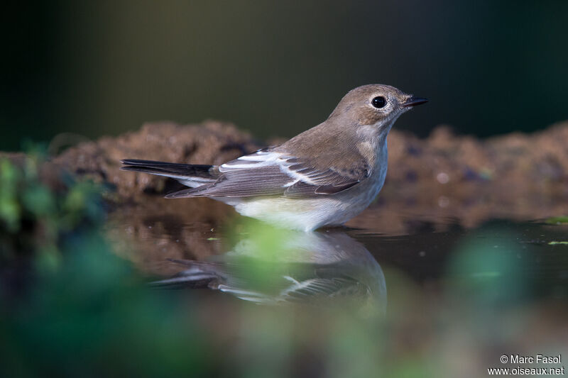 European Pied Flycatcher female adult post breeding, identification, care