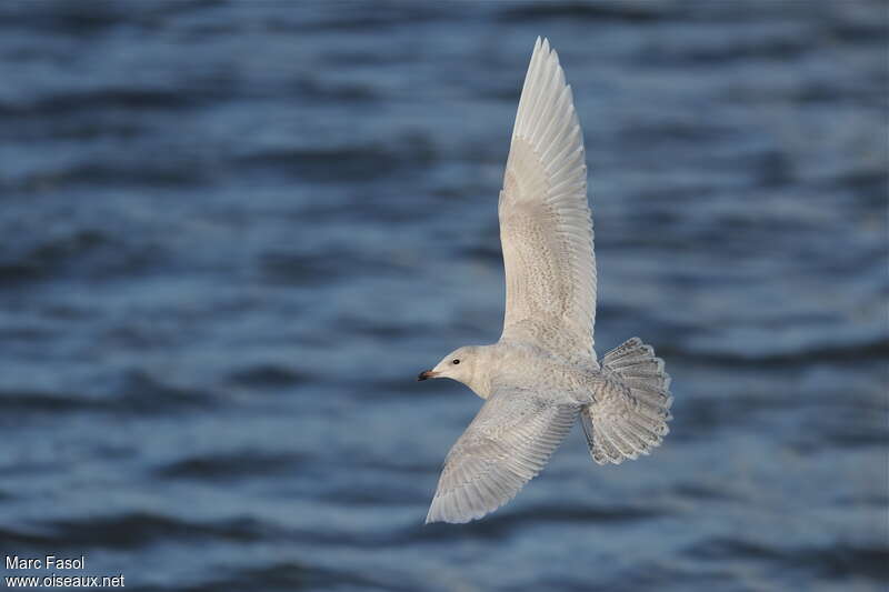 Goéland à ailes blanches2ème année, Vol