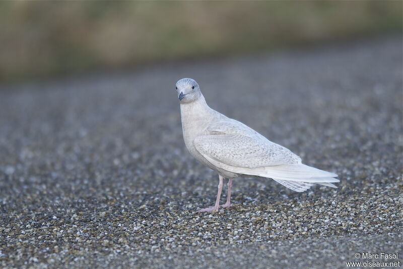 Iceland GullFirst year, identification