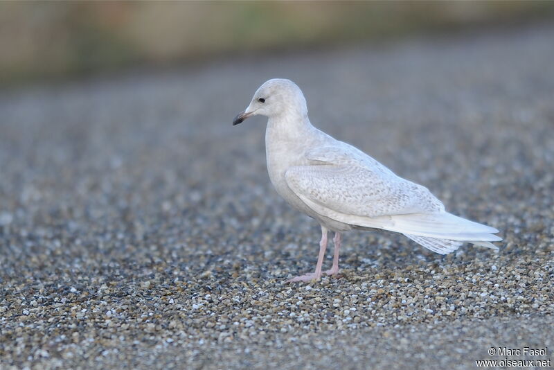 Goéland à ailes blanches1ère année, identification