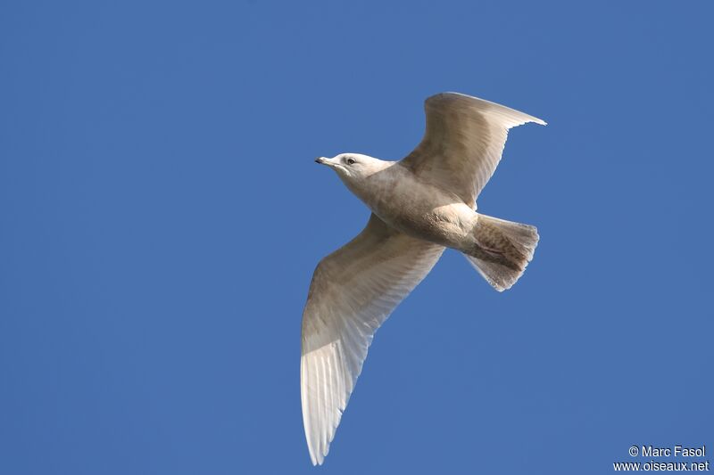 Goéland à ailes blanches3ème année, Vol