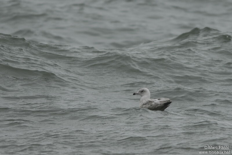 Iceland GullThird  year, identification