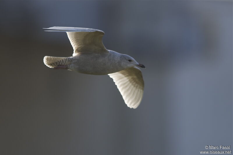 Goéland à ailes blanches1ère année, Vol