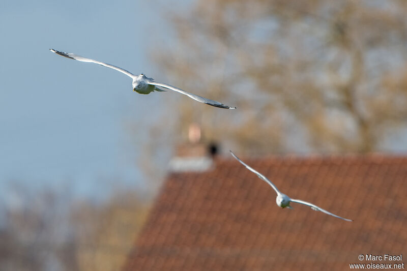 Ring-billed Gulladult post breeding, Flight