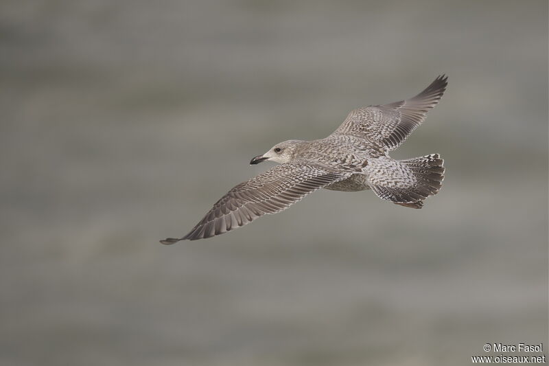 European Herring GullFirst year, Flight