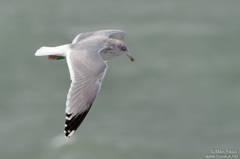 European Herring GullFourth year, Flight