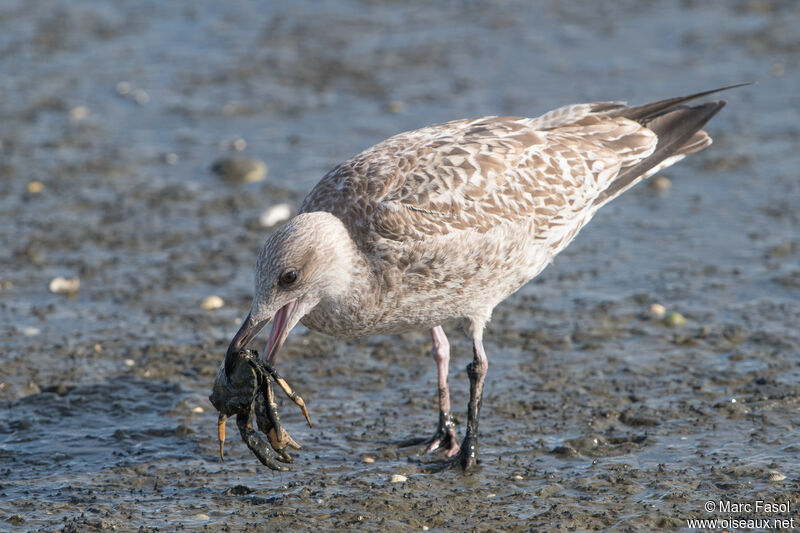 Goéland argentéjuvénile, identification, mange