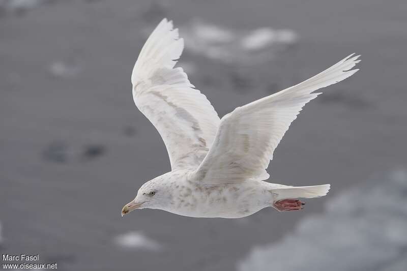 Glaucous GullThird  year, moulting, aspect, pigmentation, Flight