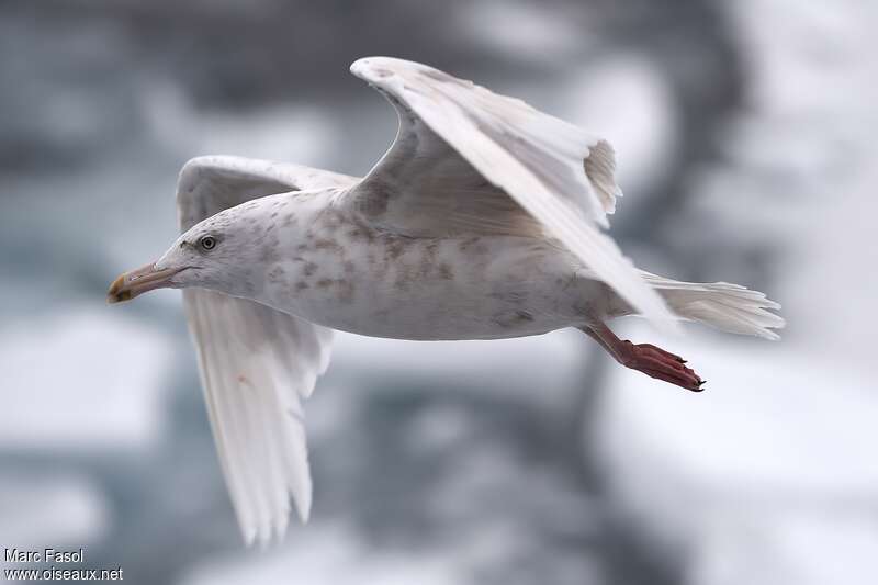 Glaucous GullThird  year, Flight