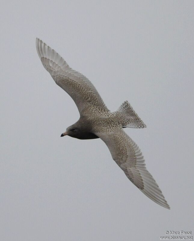 Glaucous Gull male First year, Flight