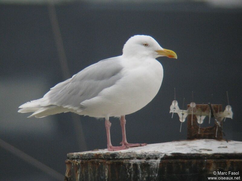 Glaucous Gull female adult post breeding, identification