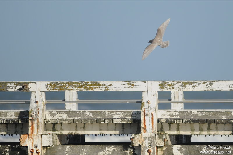 Glaucous GullSecond year, Flight