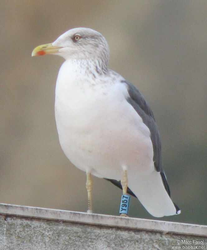 Lesser Black-backed Gulladult post breeding, identification