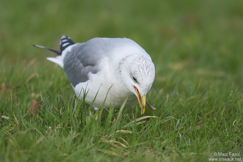 Common Gulladult post breeding, feeding habits