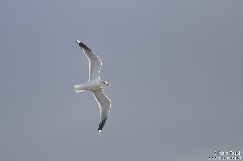 Common Gulladult post breeding, Flight