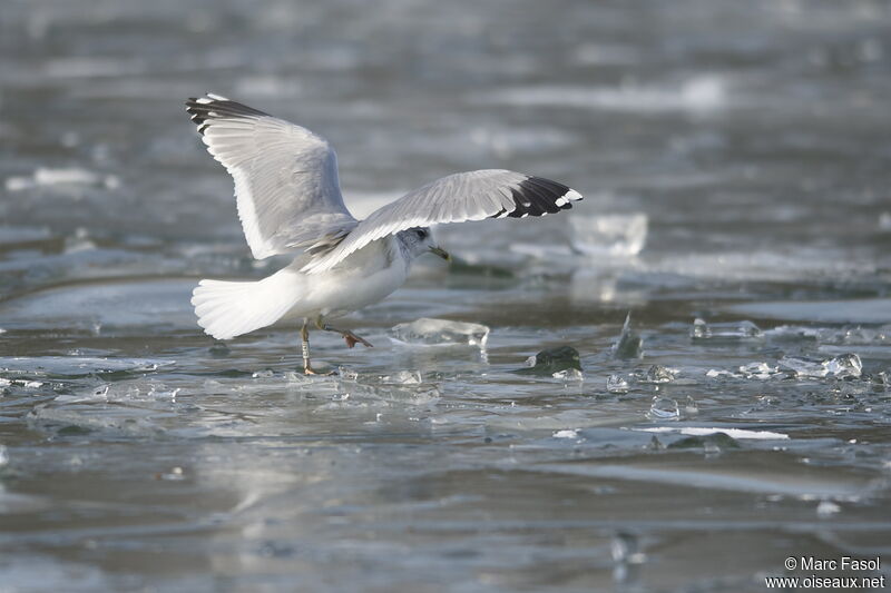 Common Gulladult post breeding, Flight