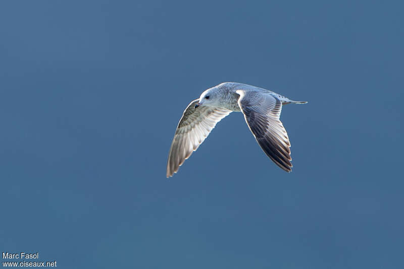 Common GullSecond year, Flight