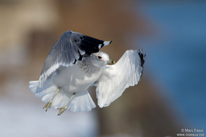 Common Gulladult, Flight