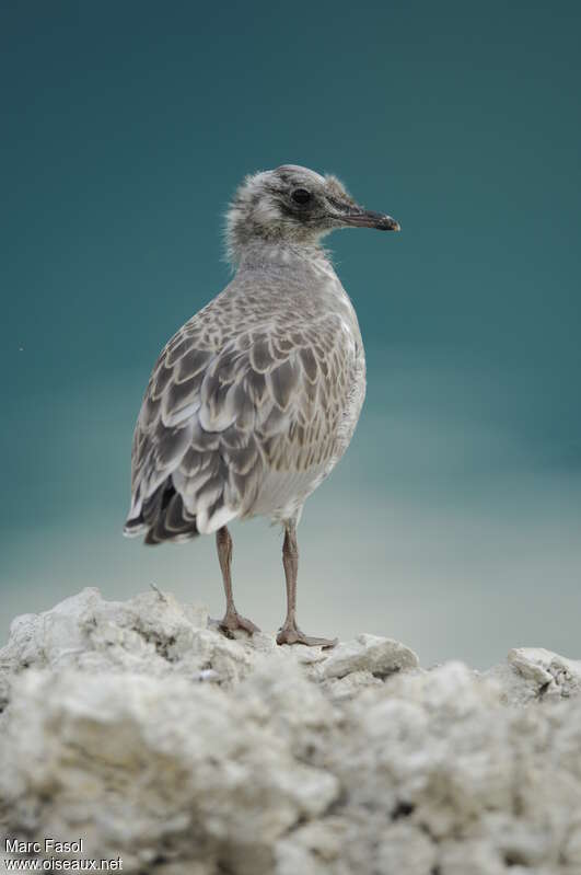 Common Gulljuvenile, identification