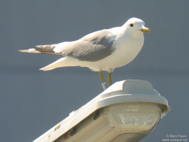 Common Gulladult breeding, identification