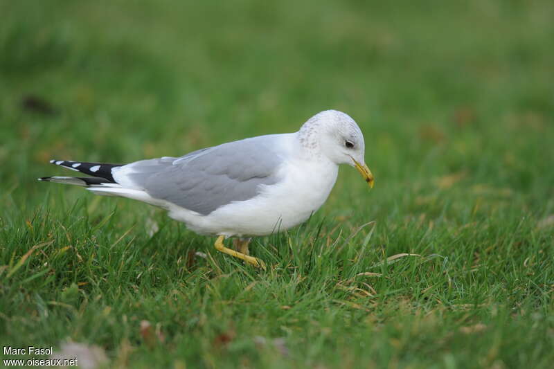 Common Gulladult post breeding, fishing/hunting, Behaviour