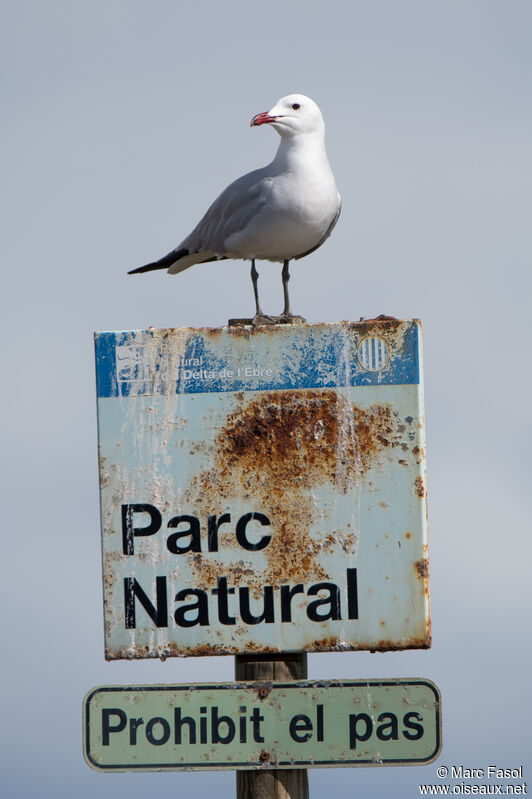 Goéland d'Audouinadulte, identification