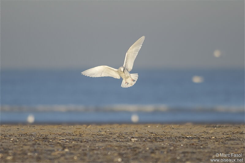 Iceland Gull (kumlieni)