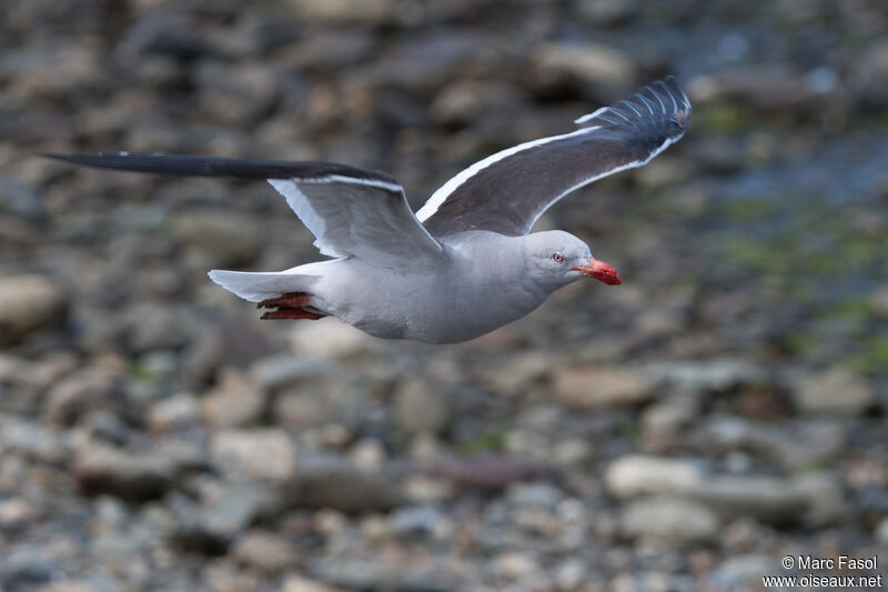 Dolphin Gulladult post breeding, Flight