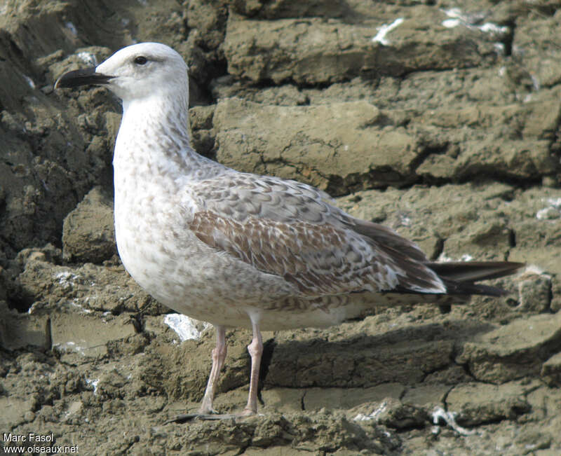 Goéland leucophée2ème année, identification