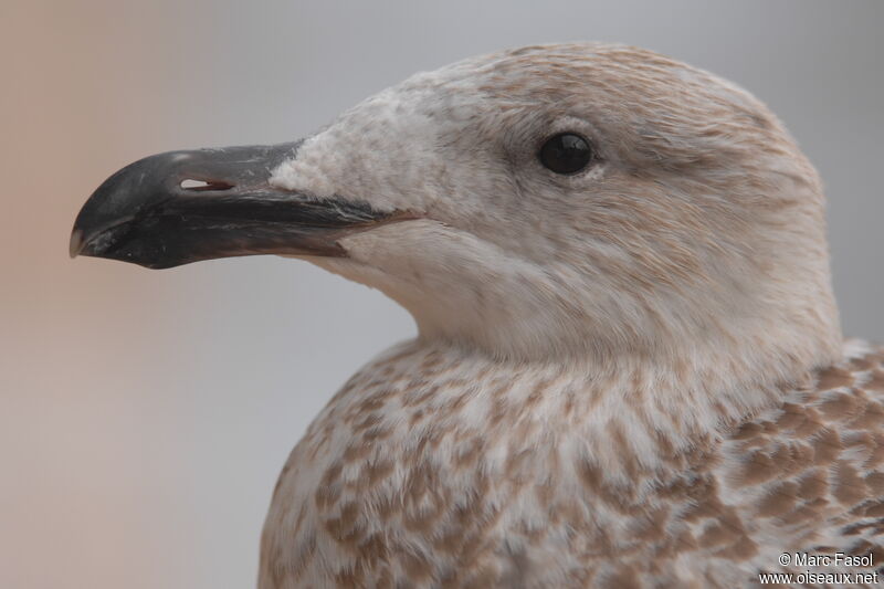 Great Black-backed GullFirst year, identification