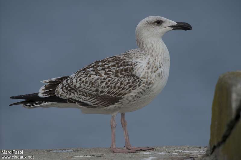 Great Black-backed GullFirst year, identification