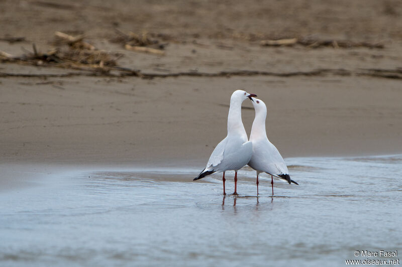 Slender-billed Gulladult breeding, courting display