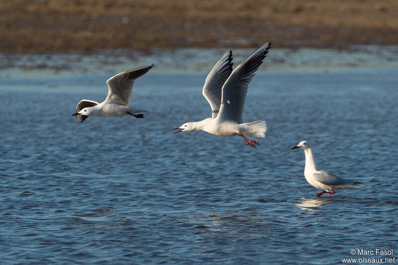 Slender-billed Gull, Flight