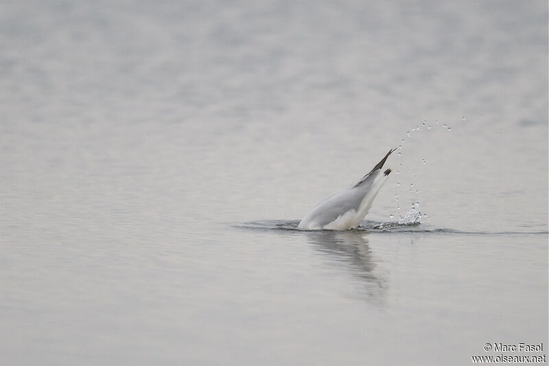 Slender-billed GullSecond year, Behaviour