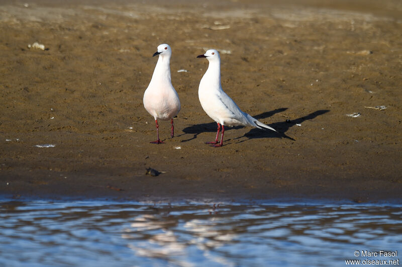 Slender-billed Gulladult breeding, courting display