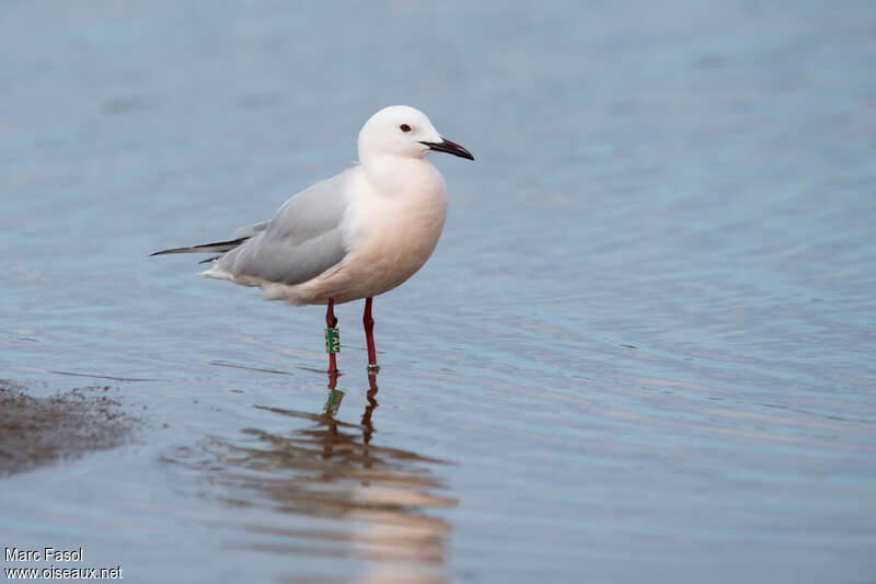 Slender-billed Gulladult breeding, pigmentation