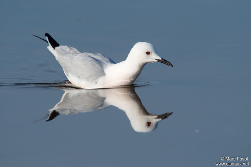 Slender-billed Gulladult breeding, identification