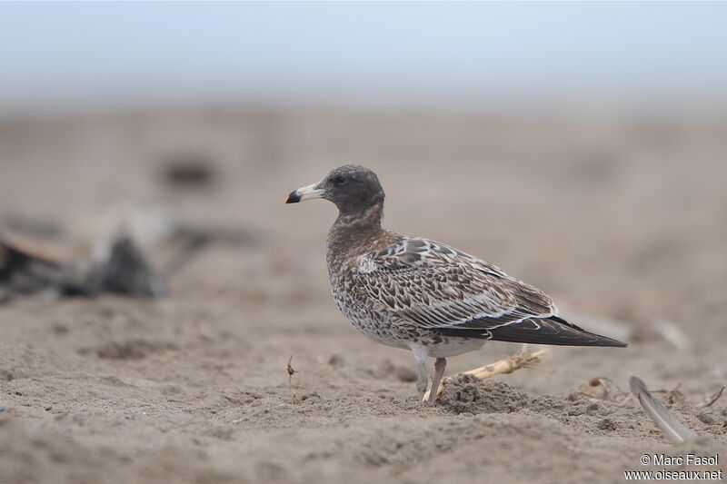 Belcher's GullFirst year, identification