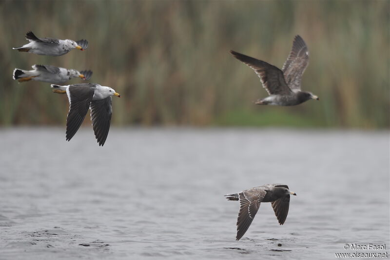 Belcher's Gull, Flight