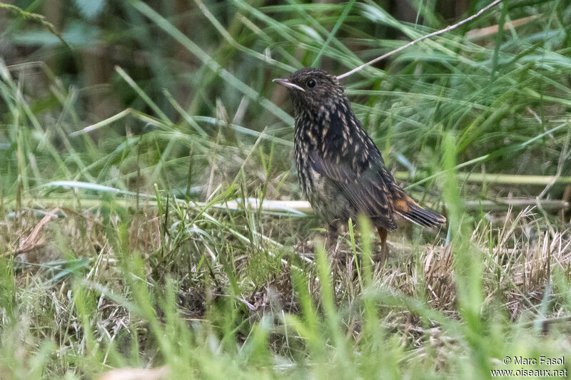 Bluethroatjuvenile, identification