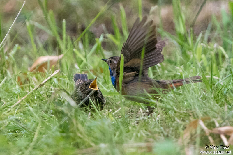 Bluethroat, Reproduction-nesting