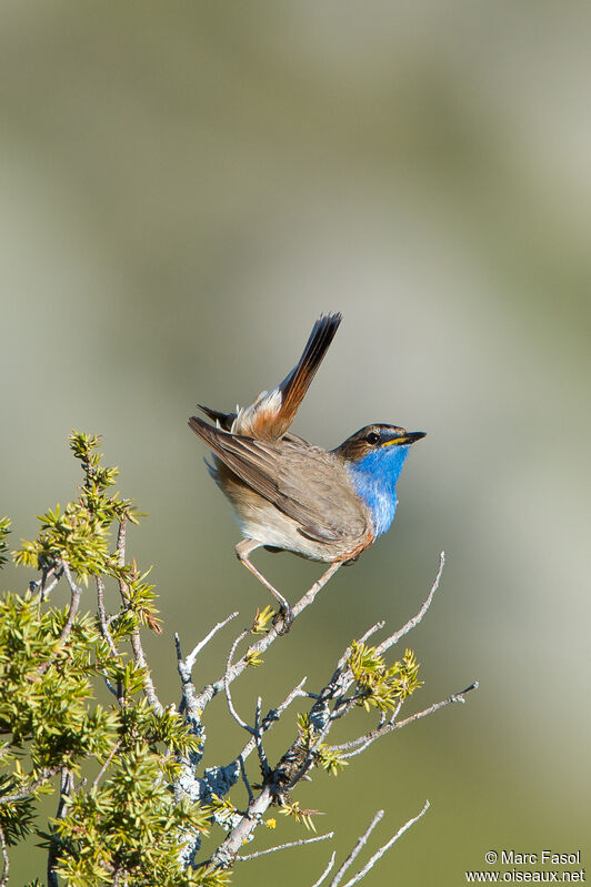 Bluethroat male adult, identification, song