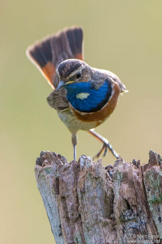 Bluethroat male adult, identification