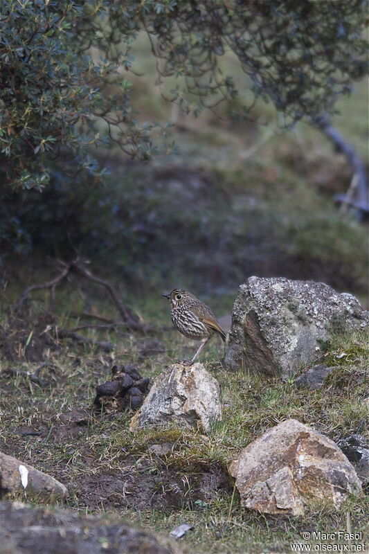 Grallaire des Andesadulte, identification, Comportement