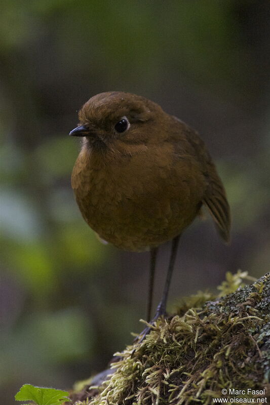 Grallaire rousseadulte, identification, Comportement