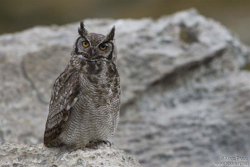 Great Horned Owladult, identification