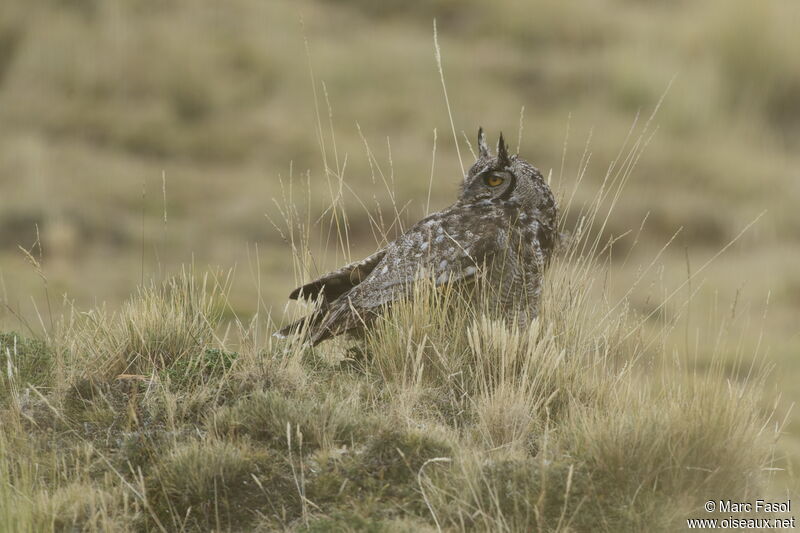 Great Horned Owladult, identification