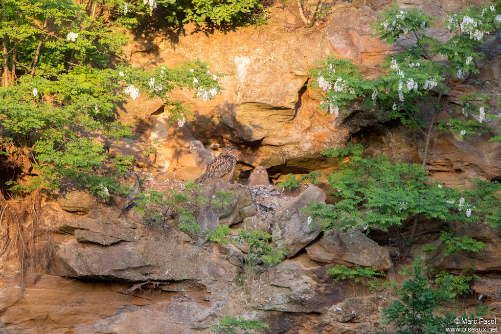 Grand-duc d'Europe, habitat, Nidification