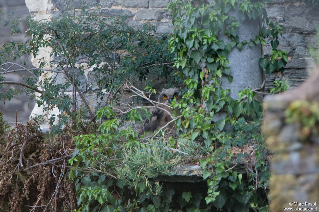 Grand-duc d'Europejuvénile, identification, camouflage, Nidification